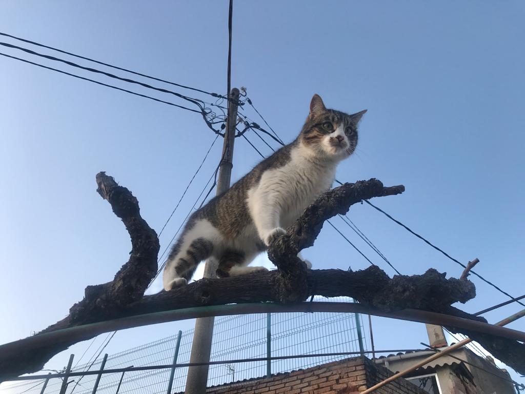 Taques, macho castrado de 2 años, ha nacido y vivido siempre en una colonia, cercano pero no sociable.