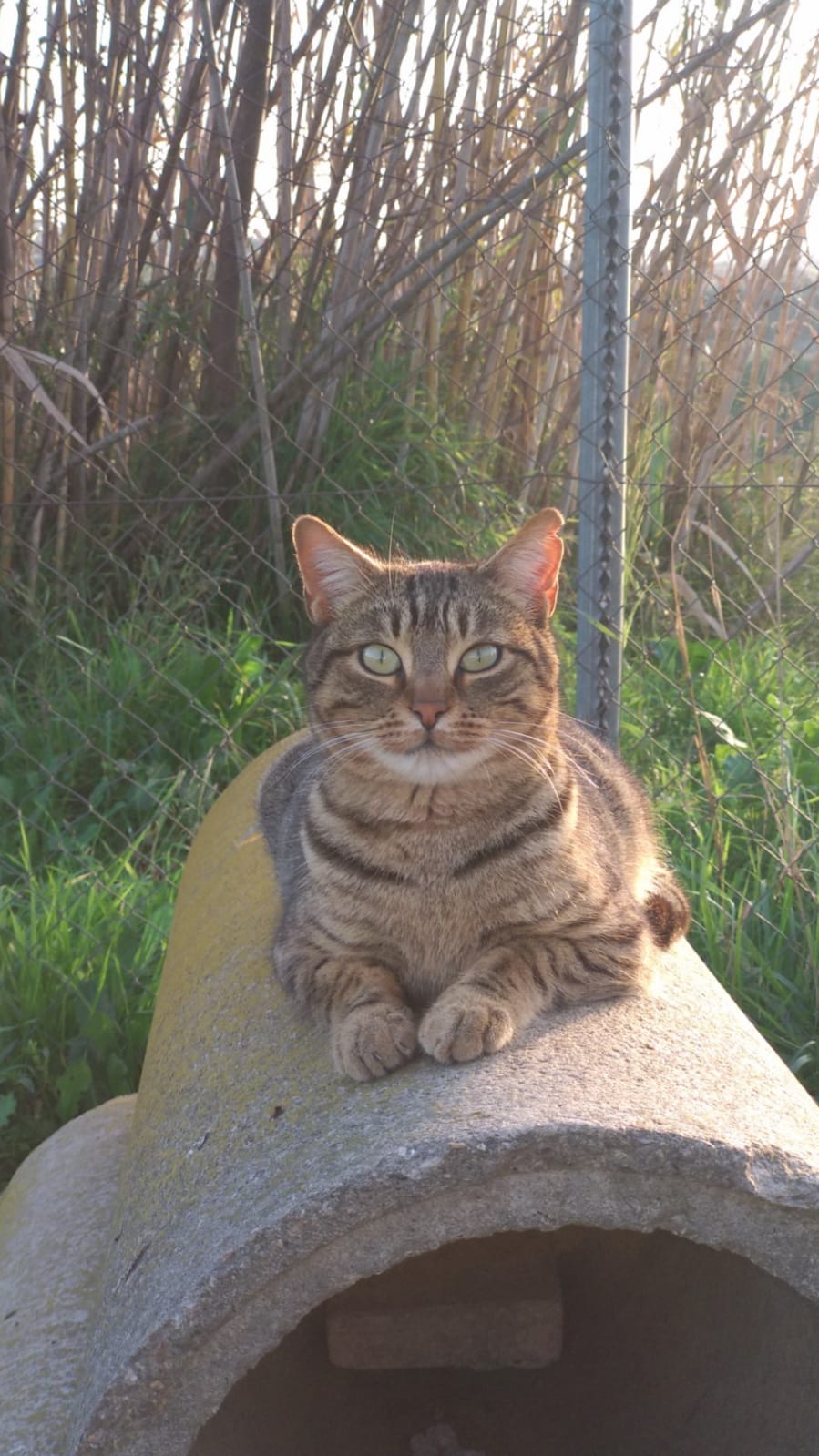 Bebé , macho castrado de 1 año, descarado y divertido, muy cercano pero solo sociable cuando hay latita de por medio! :)