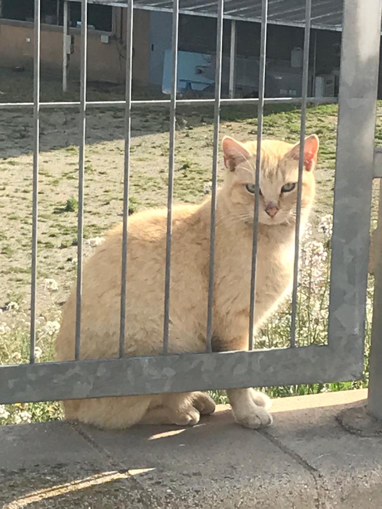 Sahara, joven gatita sin castrar, tímida y elegante, muy prudente,y miedosa, pero poco a poco va ganando confianza!