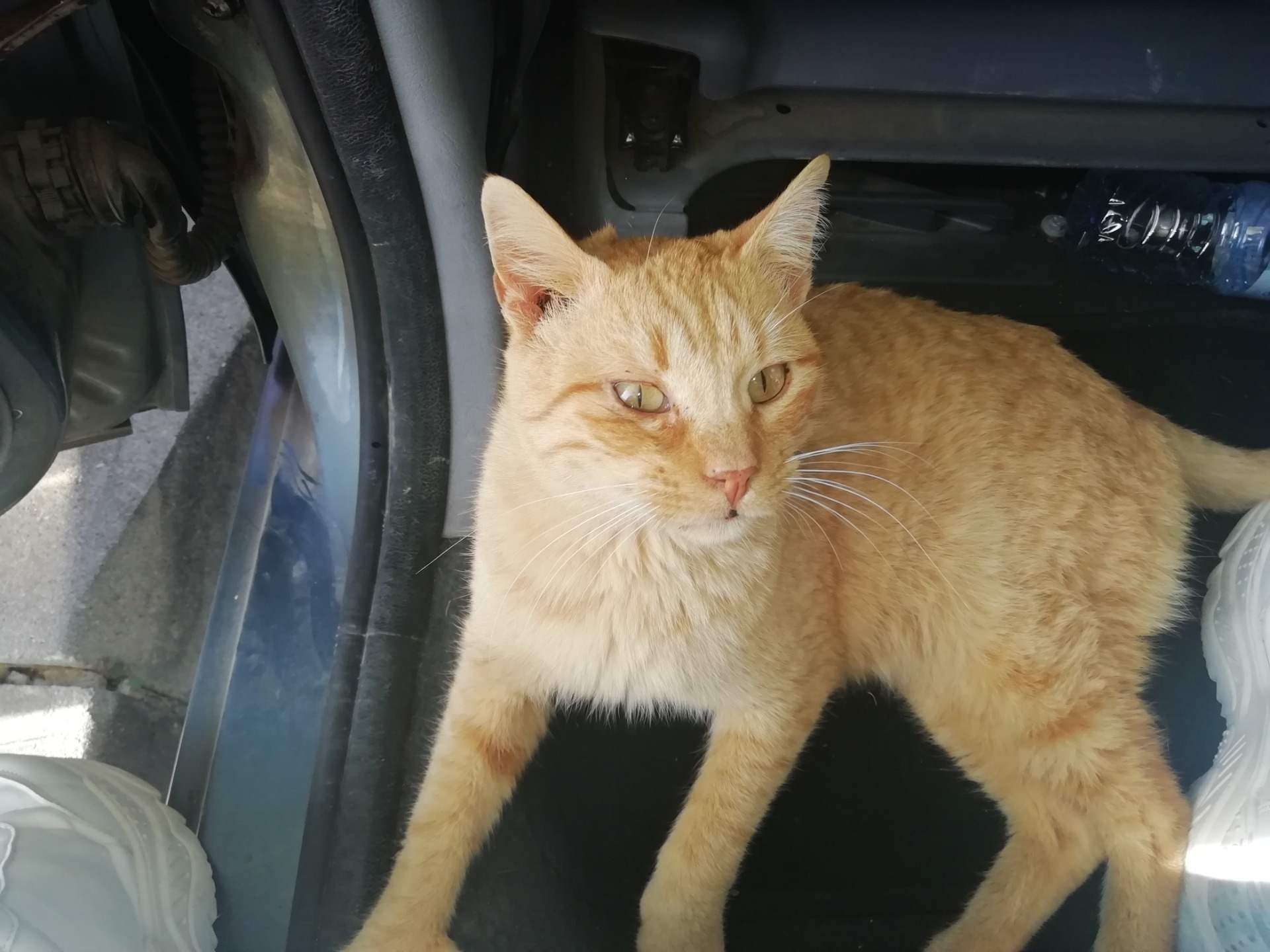 Rubio, macho castrado de 4 años, ha nacido y vivido siempre en la colonia, súper sariñoso con su alimentadora! 