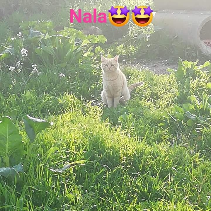 Nala, hembra sin castrar, súper tímida, hasta hace poco ni comía hasta que no nos íbamos, poco a poco parece que empieza a confiar. 