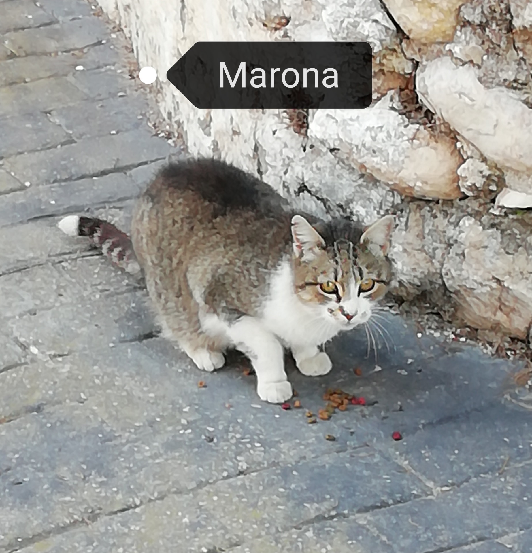 Marona, hembra castrada de 3 años. Hasta que no la castramos estuvo pariendo y pariendo, y estaba en los huesos, ahora ya va cogiendo peso y recuperandose. 