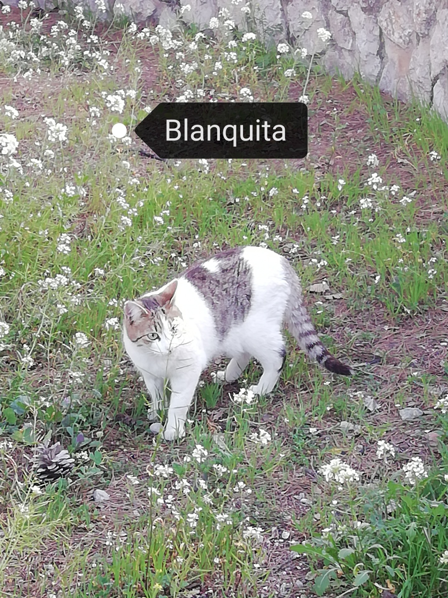 Pequeña hembra castrada, nacida en el verano del 2019. Tímida pero atrevida, todo por una latita😅😅