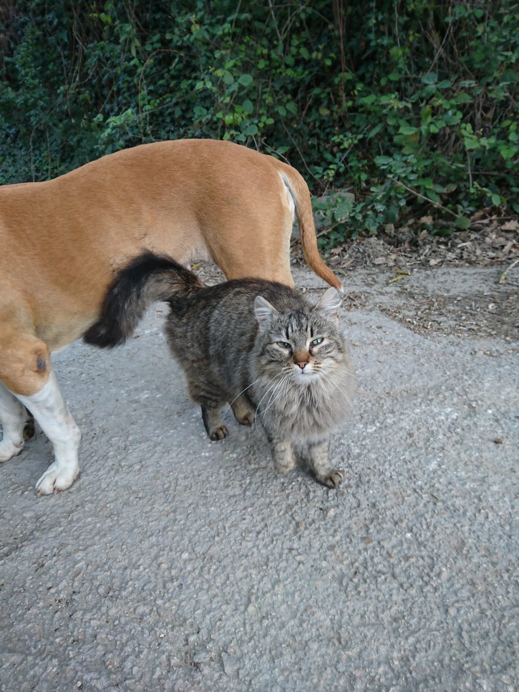 Él es Peludo, macho atigrado de pelo largo, amigo de gatos, perros y humanos. Tiene 3 añitos y es un amor 😍 